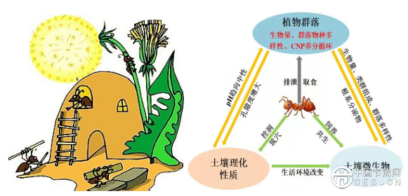 小蚂蚁撬动碳循环小蚂蚁撬动碳循环