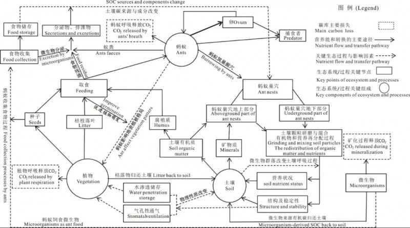 小蚂蚁撬动碳循环小蚂蚁撬动碳循环