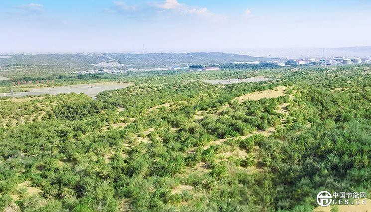 阳光“养绿”首条零碳沙漠公路
