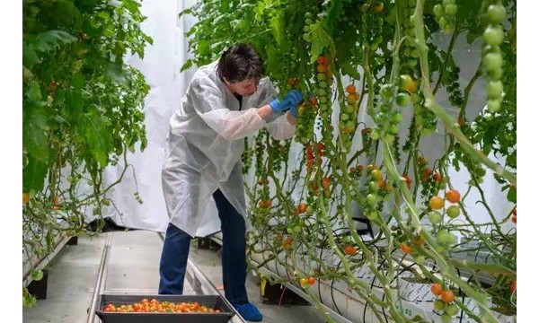 试验表明Fluence的全光谱LED植物照明方案可行