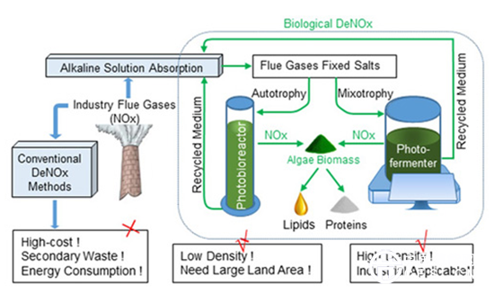 能源微藻在用于工业烟气生物脱硝研究中取得进展